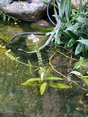 Physostegia angustifolia