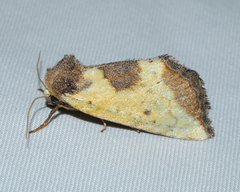 Stiria intermixta
