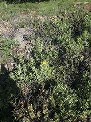 Senecio adenotrichius
