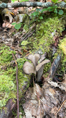 Craterellus fallax