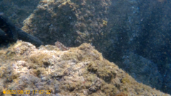 Parablennius pilicornis