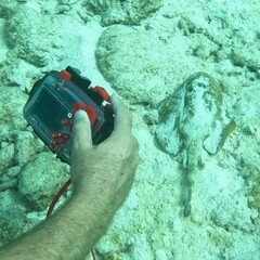 Urobatis jamaicensis