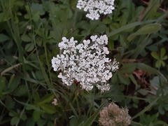 Daucus carota