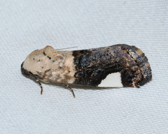 Tarache areloides