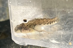 Etheostoma zonale