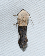 Tarache areloides