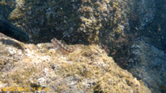 Parablennius pilicornis