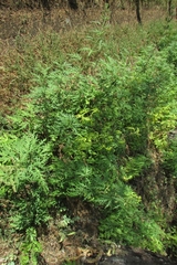 Urtica cannabina