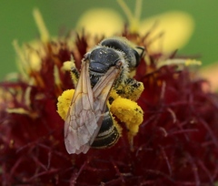Halictus ligatus
