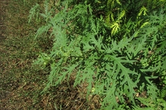 Urtica cannabina
