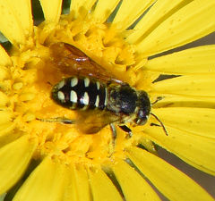 Dianthidium