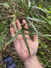 Brachychiton rupestris