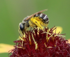 Halictus ligatus