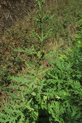 Urtica cannabina