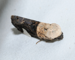 Tarache areloides