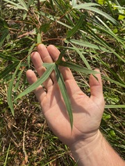 Brachychiton rupestris