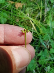 Ranunculus lapponicus