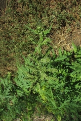 Urtica cannabina