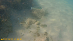 Dicentrarchus labrax