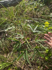 Brachychiton rupestris