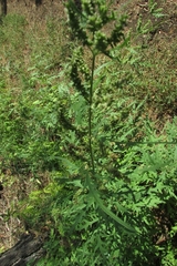 Urtica cannabina