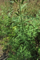 Urtica cannabina
