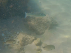 Dicentrarchus labrax