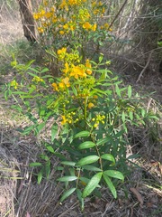 Senna sophera