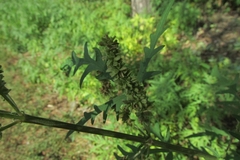 Urtica cannabina