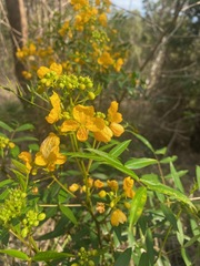 Senna sophera