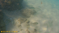 Dicentrarchus labrax