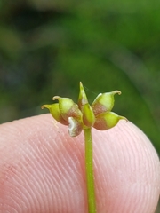 Ranunculus lapponicus