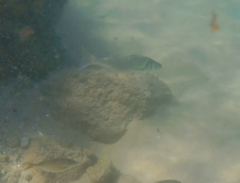 Dicentrarchus labrax