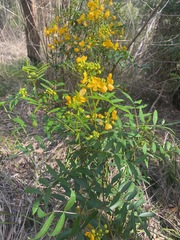 Senna sophera