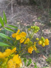 Senna sophera
