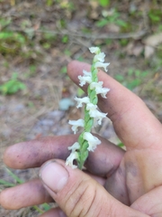 Spiranthes cernua
