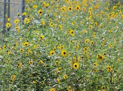 Helianthus argophyllus