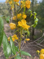 Senna sophera