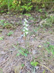 Spiranthes cernua