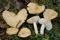 Russula farinipes