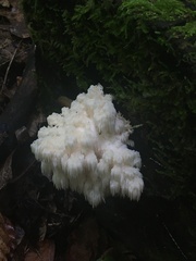 Hericium