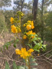 Senna sophera