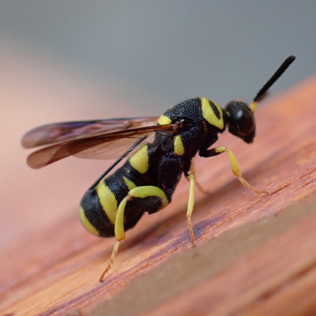 Leucospis dorsigera