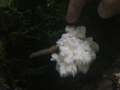 Hericium