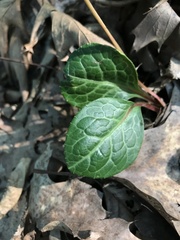 Pyrola americana