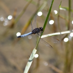 Erythrodiplax basifusca