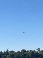 Plegadis falcinellus