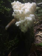Hericium