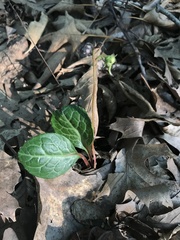 Pyrola americana