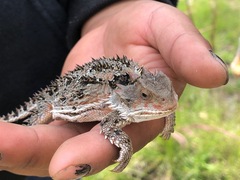 Phrynosoma orbiculare